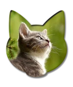 Kedi1