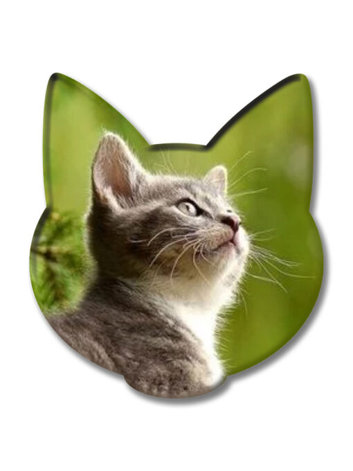 Kedi1